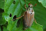 Pest problems