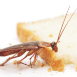 Pest management_1
