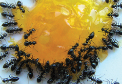 Ants
