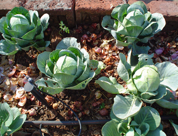 Garden growing on kitchen waste