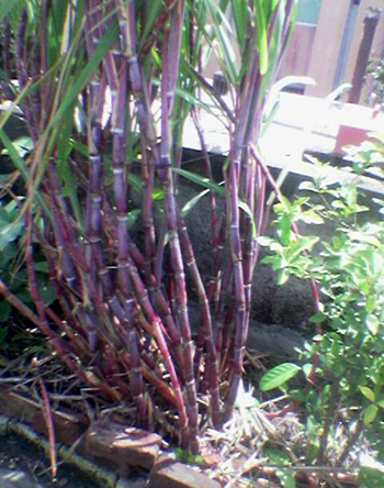 Garden growing on kitchen waste