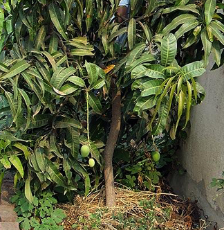 Garden growing on kitchen waste